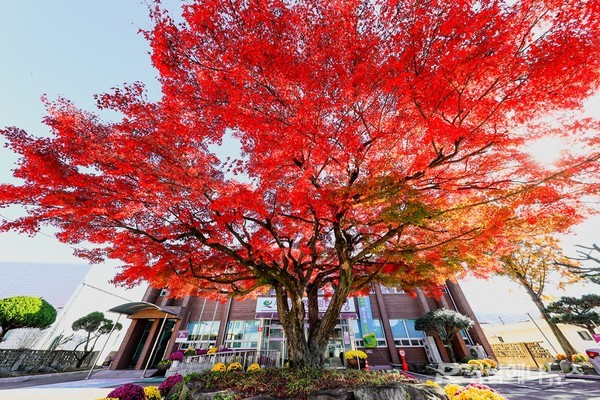 영오면사무소 앞의 명물인 단풍나무가 사랑에 빠진 소녀의 뺨처럼 붉게 물들어있다. @ 고성군 제공