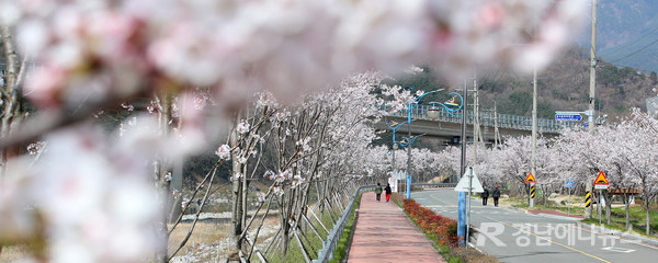 31일 오전 산청군 산청읍 ‘항노화산들길’ 2019년 조성구간인 경호강변에 새로 심은 벚나무가 꽃을 활짝 피운 가운데 사람들이 봄볕을 즐기며 걷고 있다. @ 산청군 제공