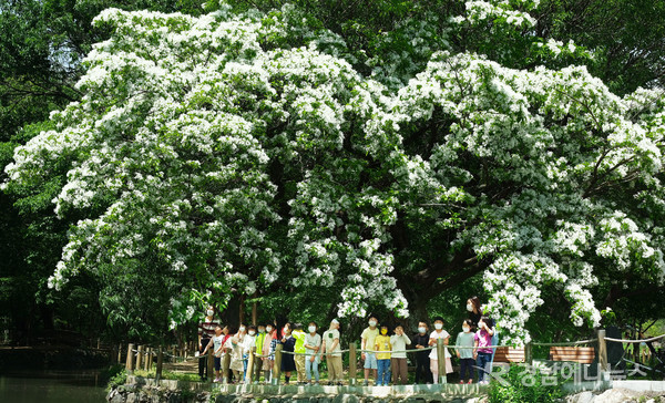 5월에 만발한 이팝나무 꽃