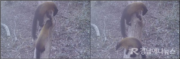 지리산 담비 하늘다람쥐 사냥 @ 지리산국립공원경남사무소 제공