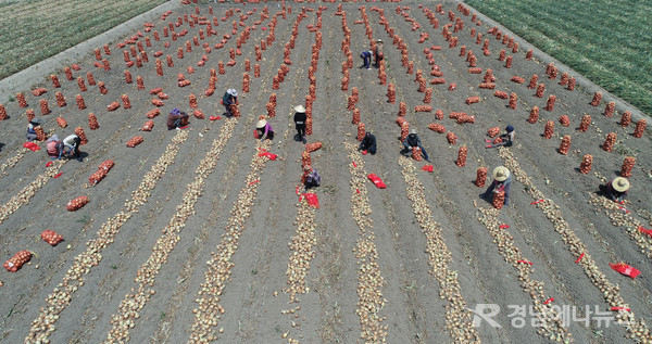 초여름 날씨를 보인 10일 경남 함양군 수동면 양파논에서 농민들이 무더위도 잊은 채 양파를 수확하고 있다.