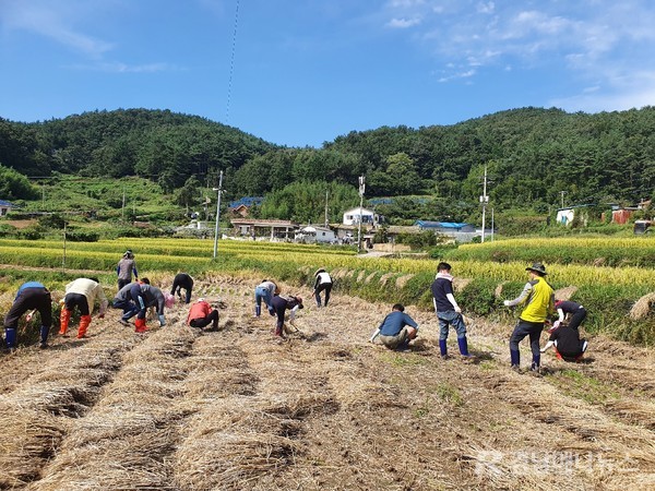 남해군농업기술센터 전 직원 50여 명은 지난 21일, 남해군 삼동면과 고현면에서 농촌일손돕기를 했다. @ 남해군 제공