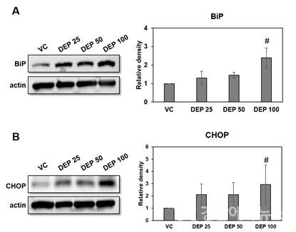 디젤분진 노출로 소포체 스트레스 유전자(BiP, CHOP)의 단백질이 증가하였으며 이는 단백질의 오접힘이나 비접힘(UPR : Unfolded Protein Response)이 활성화 된 것으로 소포체 스트레스가 유발되었음을 알 수 있음