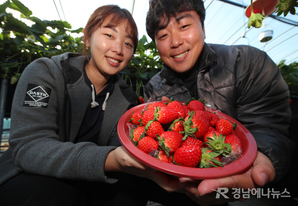 산청군 신등면 최진우 박민경 부부 한겨울 산청 딸기 수확