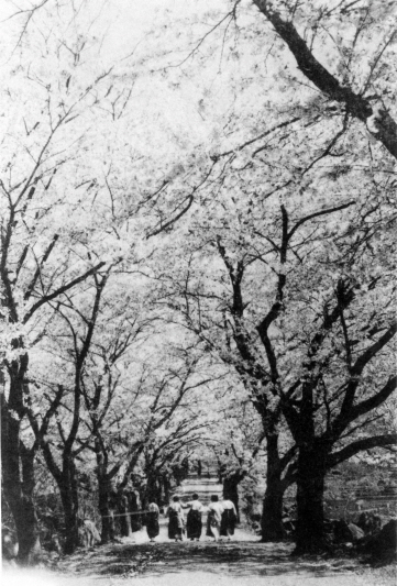 1960년대 십리벚꽃길