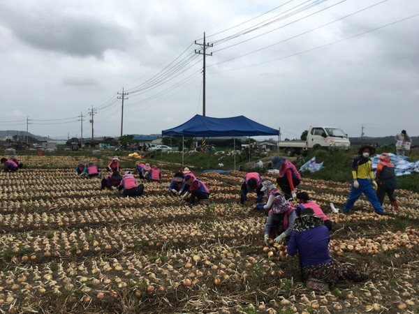 한국생활개선사천시연합회가 14일, 일손 부족의 어려움울 겪고 있는 창녕군 영산면에 소재한 양파농가를 찾아 농촌 일손돕기를 진행했다.