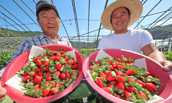 24일 산청 신등면 단계리의 한 농가에서 권현갑·영민 부자가 올해 첫 수확한 딸기를 선보이고 있다