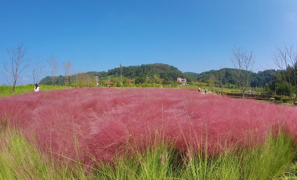 분홍빛 가을, 함안 악양생태공원