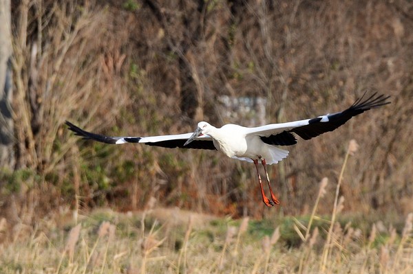 지난 6일 자연 번식한 황새가 우포늪을 찾아와 날고 있다.