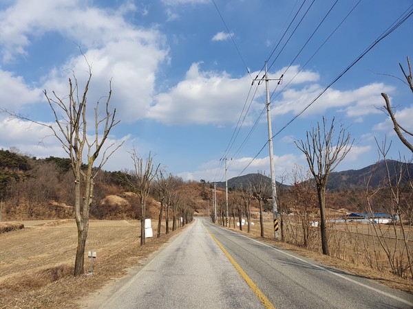 가로수 전정(이팝나무)