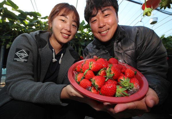 산청군 신등면 최진우 박민경 부부 한겨울 산청 딸기 수확