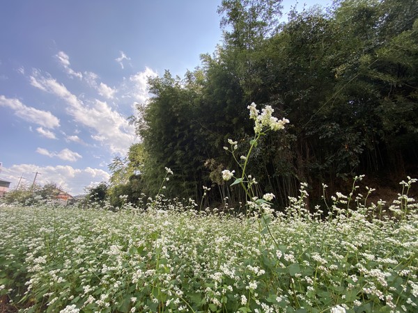 남해군 고현면 둑방공원에 코스모스와 메밀꽃이 만개하기 시작해 했다.
