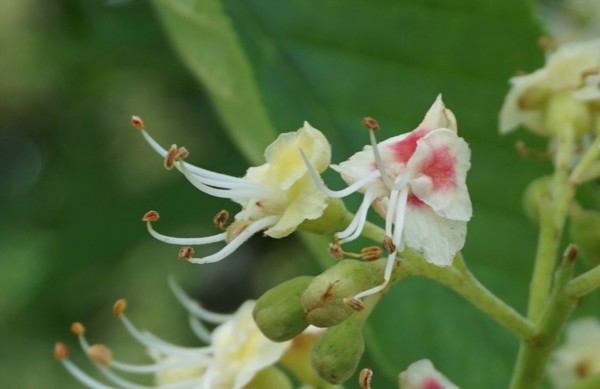 nectar guide가 발달한 칠엽수 꽃 노란색을 더 잘 보는 꿀벌을 유인하기 위해 꽃 중앙에 노란색의 nectar guide가 발달한 모습