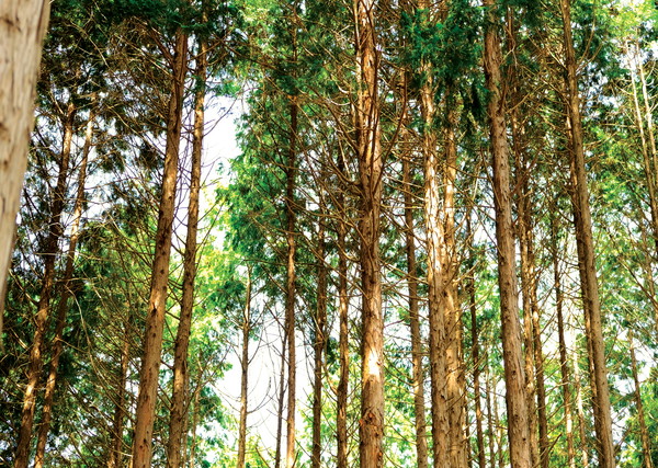 각산 편백나무숲