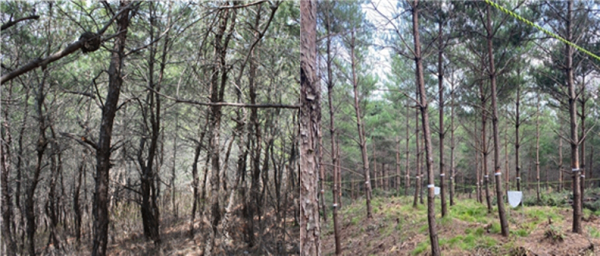 강원도 고성군 연구 대상지의 숲 가꾸기(솎아베기) 전과 후 사진